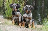 BEAUCERON - PUPPIES 082